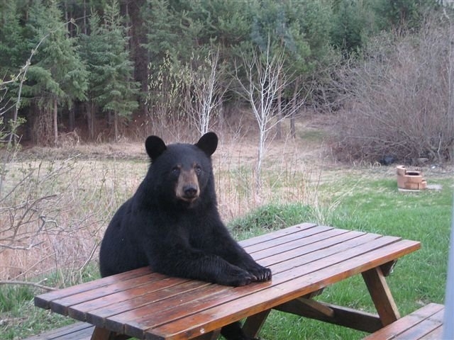 bear-table.jpg