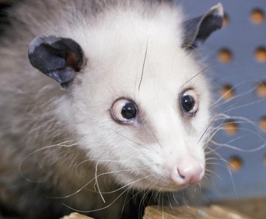Cross-Eyed Opossum an Internet opossum cross eyed. Cross-Eyed Opossum an Internet