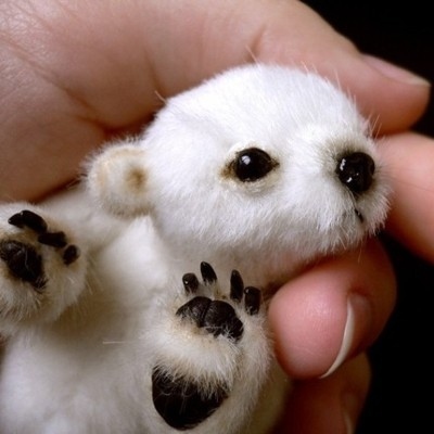 tiniest-polar-bear.jpg
