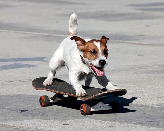 Skateboarding Dog 