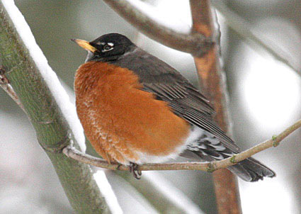 robin