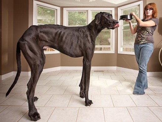tallest-dog-600