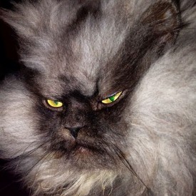 angry-fur-cat