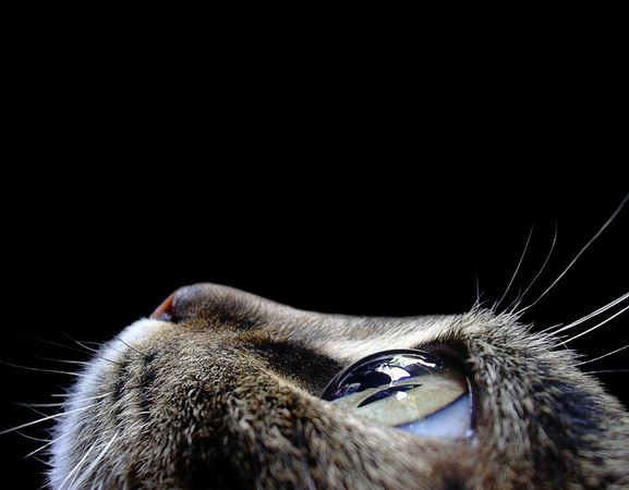 cat-eye