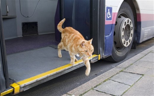 Owner surprised to find cat regularly catches bus – MoPo Geek